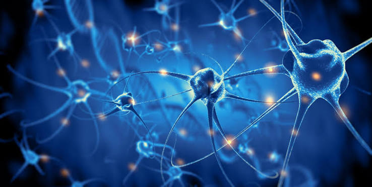 Neurobiology and nervous regulation